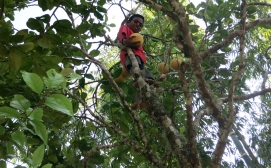 Our guides have a food supply after all. One scampers up a tree and throws down sour fruit almost as big as soccer balls, tasting somewhere between a grapefruit and an orange. Occasionally, they pick wild raspberries from beside the track.